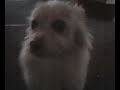 Foxxy 3 Foxxy 3