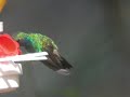 Broad-billed Hummingbird