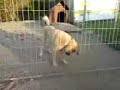 T�rkischer Hirtenhund