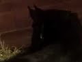Birth of a Percheron Horse  part 1
