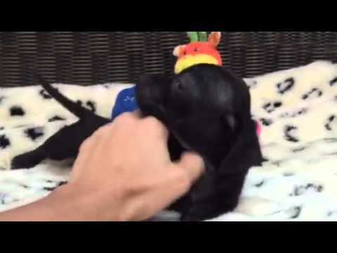 Jet Black and Too Cute little Chiweenie!