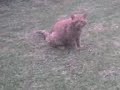 my stupid cat