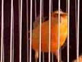 PEACHES SINGING