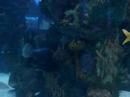aquarium/resturaunt in tennessee