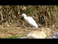 videos de Oiseau refuge