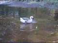Goose TV