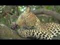 The Predators of Botswana…