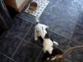 English Toy Spaniel video