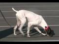 videos de TeraVSTVid