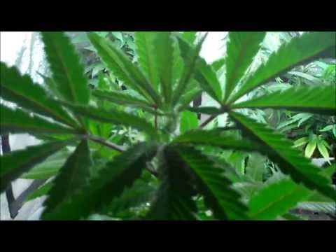 how to transplant into coco