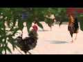 Oviedo Chickens View Video