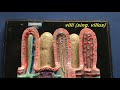 Small Intestines Histology Model - Layers & Mucosa