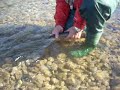 Trucha Fario Pap� Rio Puelo 2 - Chile