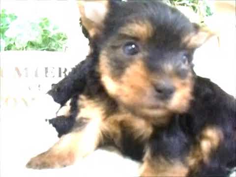 YouTube Preview Image