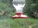 Hummingbirds in Action