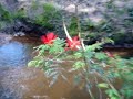 Cachoeira do Sul - O�sis na periferia