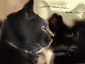 in the blood of our house cats runs that of their relatives; the great wild cats.  this song takes a look into that side of our loveable pets. :)

song: 