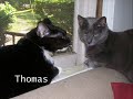 in the blood of our house cats runs that of their relatives; the great wild cats.  this song takes a look into that side of our loveable pets. :)

song: 