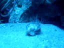 dinamica chlamis dinamica chlamis