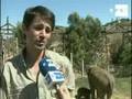 Primer elefante asiático que nace en España cumple su primera semana,