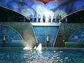 Shamu Christmas..Miracles part six Shamu Christmas..Miracles part six