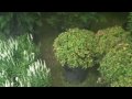 Plants for sale with Chris Orser Landscaping