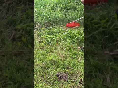 Máy cắt cỏ Robins 541, BXC Walbro