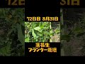 落花生プランター栽培 72日目 8月31日 #家庭菜園
