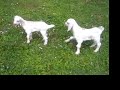 New baby goats on the farm at last.
