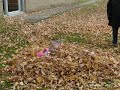 Ann-Sophie et les feuilles