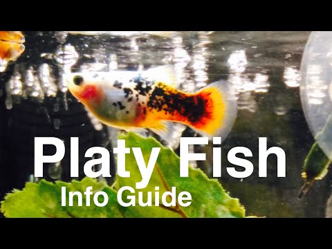 how to care platy fish