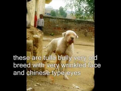 bully kutta