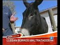 el refugio del burrito en españa directo