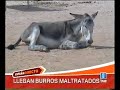 el refugio del burrito en españa directo