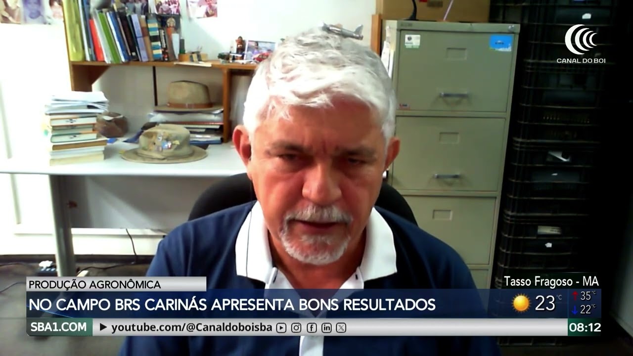 BRS Carinás apresenta 40% a mais de massa de forragem comparado Decumbens Basilisk