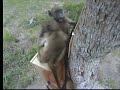 11.23.07 5.53pm Repairmen in training, Baboons on the loose 11.23.07 5.53pm Repairmen in training, Baboons on the loose