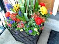 Chicago Gardening - ROOF TOP - BALCONY - DECK GARDEN DESIGNS