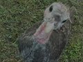 Turkey Attacks Girl