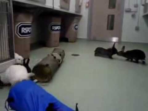 how to care for a rabbit rspca