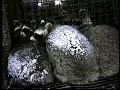 crueles trampas para animales
