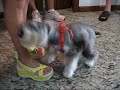 Laika & Kiki Laika & Kiki