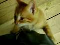 Abandoned Kitties I Rescued