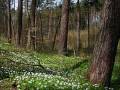 LAS CUATRO ESTACIONES  PRIMAVERA 