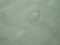 videos de Botanic Garden Turtles