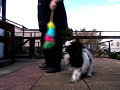 Learn Heelwork to Music with Rooskie. 4. Targeting.