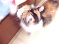 Belly, a girl cat with Belly!