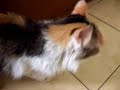 Belly, a girl cat with Belly!