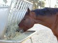 SMPD Horses at Will Rogers State Park