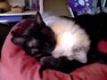 videos de petite ragdoll et européenne