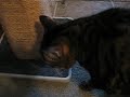 Cat Nap Interrupted